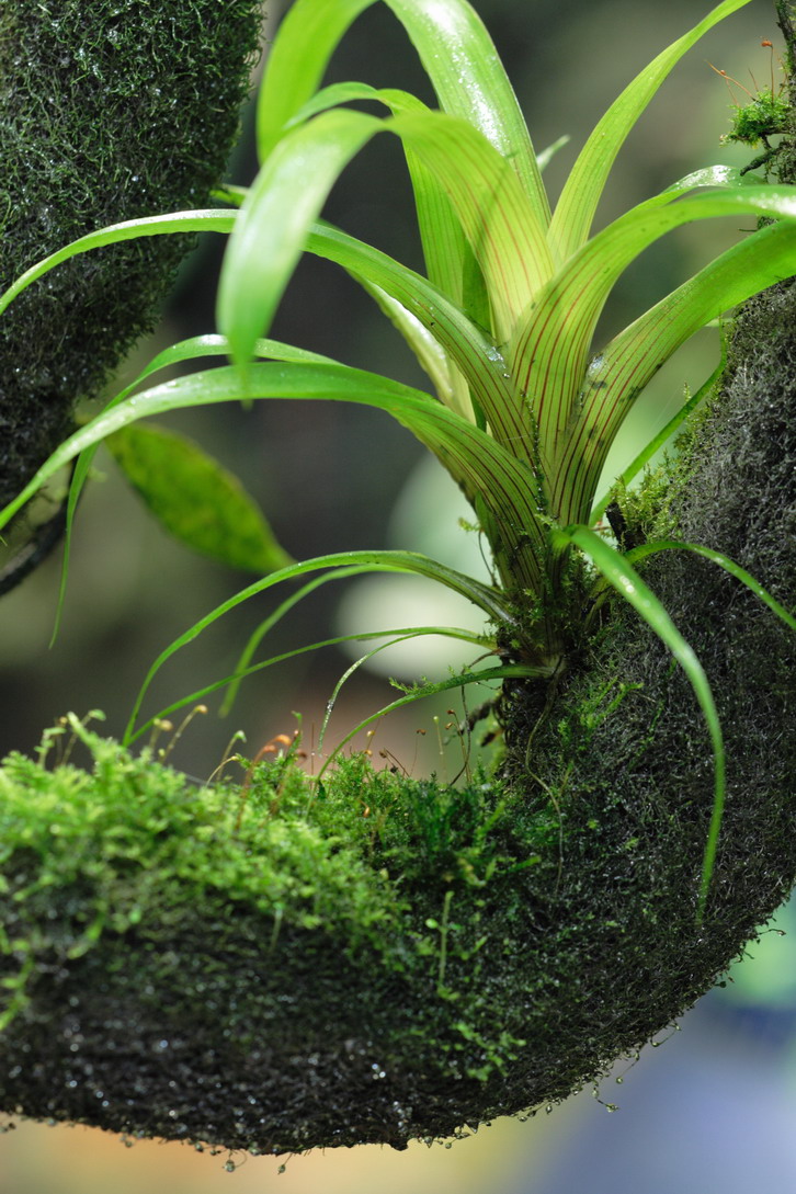 Epibromelia1.jpg