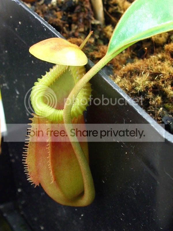 Nmacrophylla3.jpg