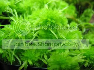 sphagnum.jpg