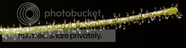 byblis_aquatica_dewdrops3_010912.jpg