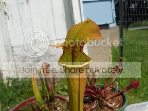 SoreoXleah_5-22-12.jpg