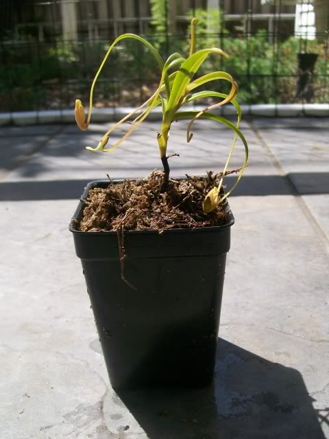 Glabrata1.jpg