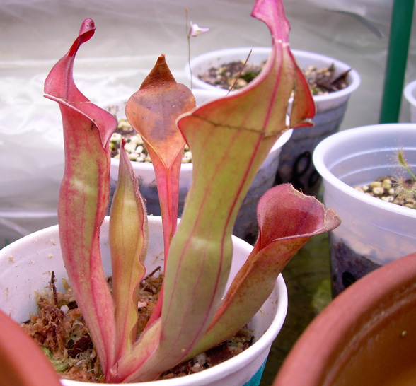heliamphora.jpg