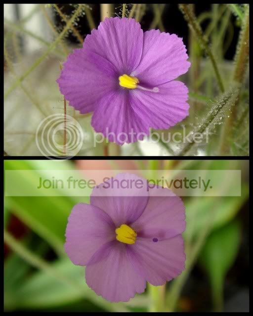 byblis_guehoi_goliath_flowers.jpg
