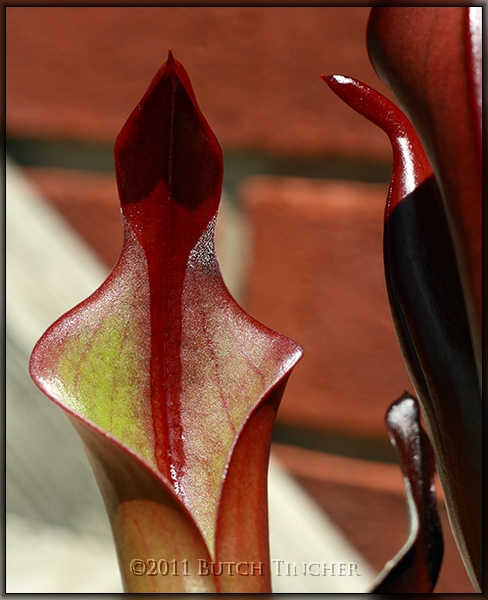 neblinae042011.jpg