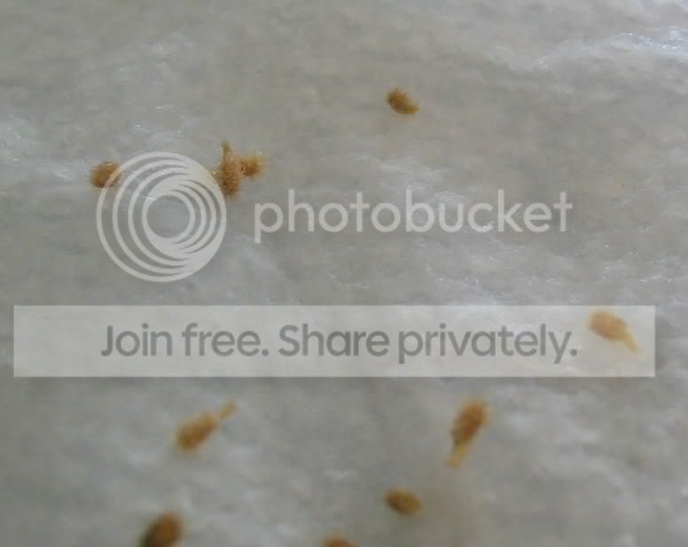 Dcalseeds.jpg