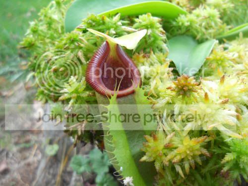 Nspathulata02_10-13-11.jpg