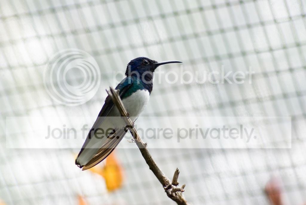 IMGP3271_zpsnz4450jg.jpg