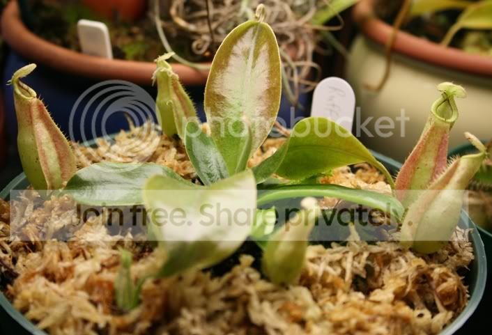 bigseedling2.jpg