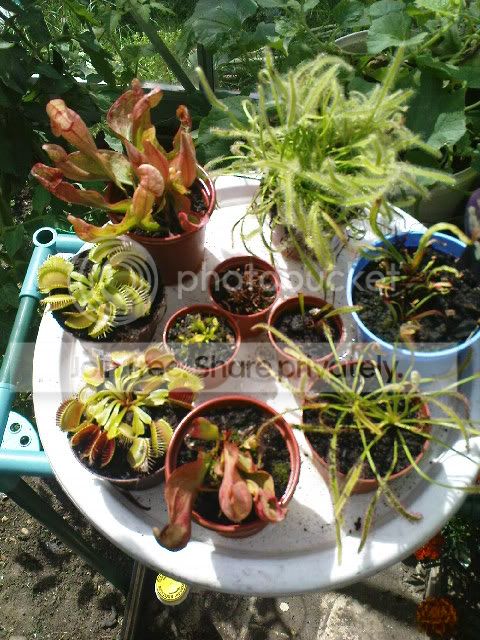 vft044.jpg