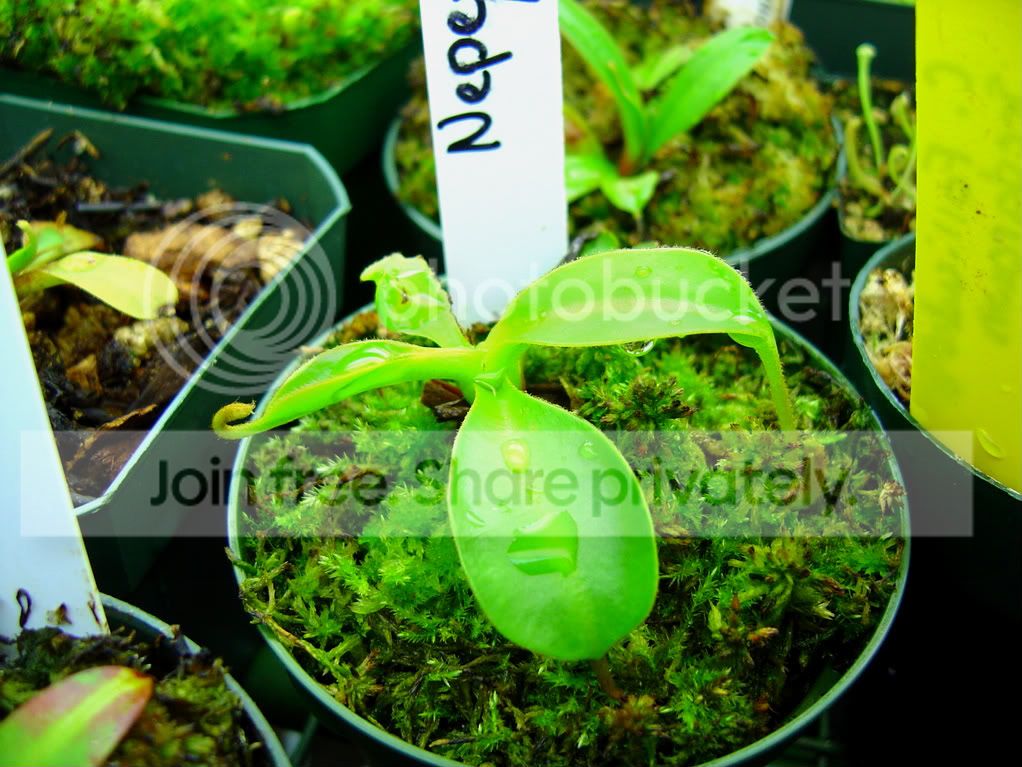 Nepnepsandupdates2-28-09001.jpg