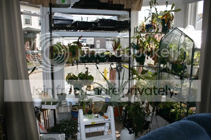 WINDOWSILLGROWAREA.jpg