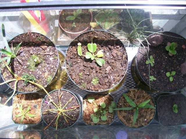 terrarium1.jpg