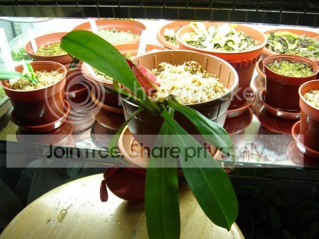 ampullariaplant.jpg