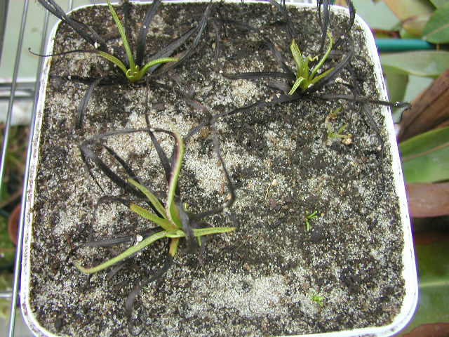 regia8_20061.JPG