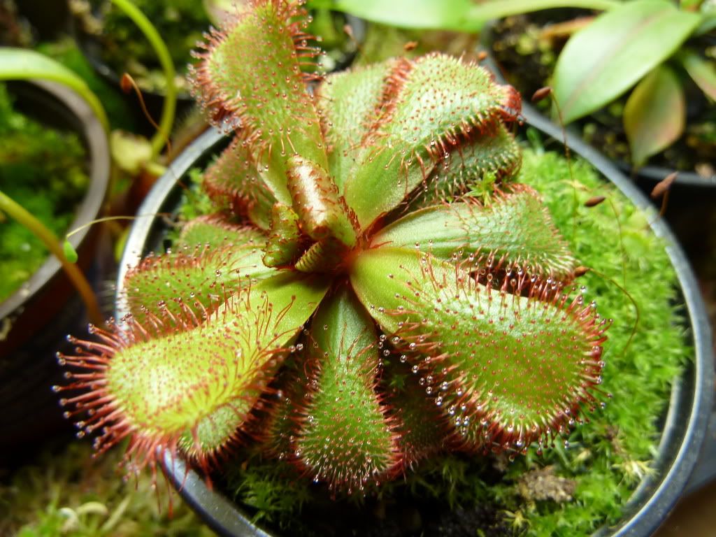 plants10032012004.jpg