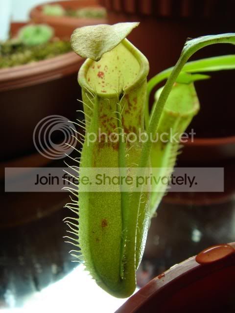 marcrovulgaris3.jpg