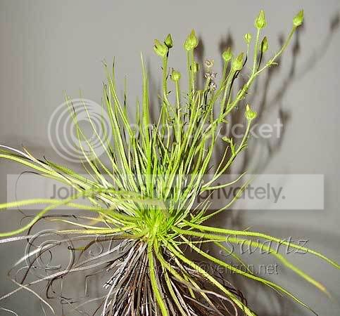 dewypineseedpods-1.jpg