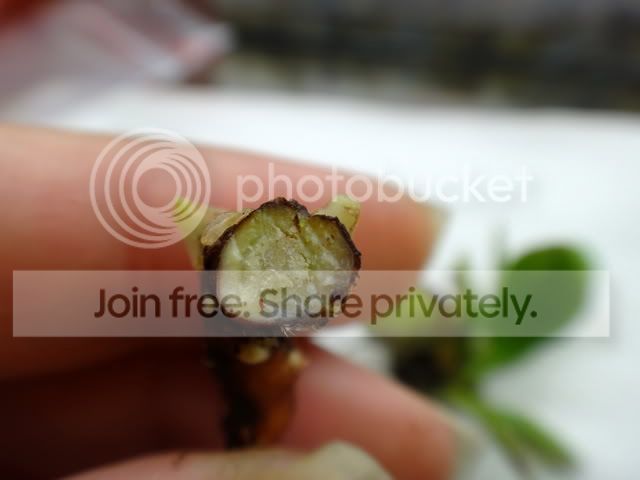 cephalotus_rhizome_cutting_core2.jpg