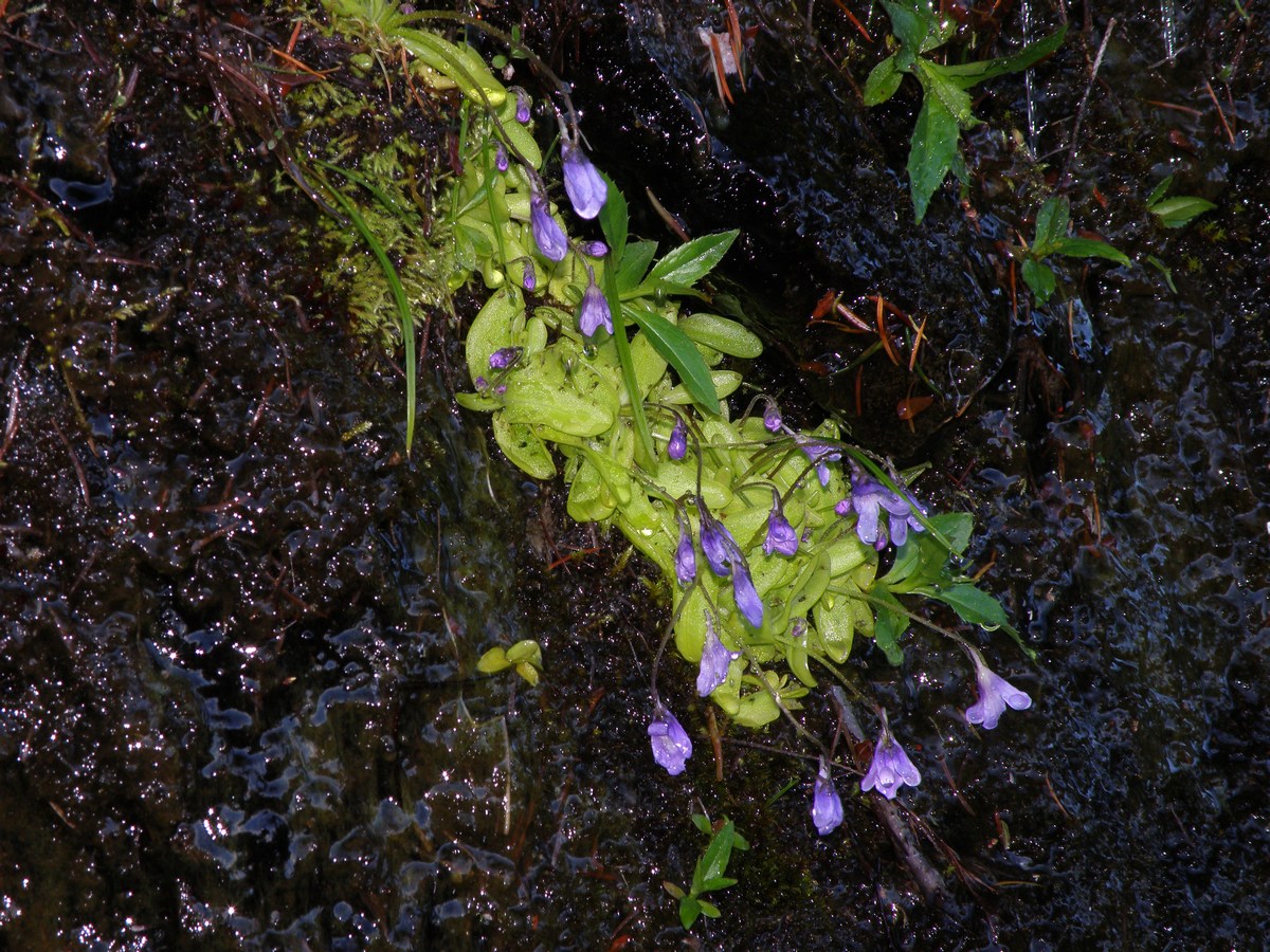 mini_P6198186.jpg