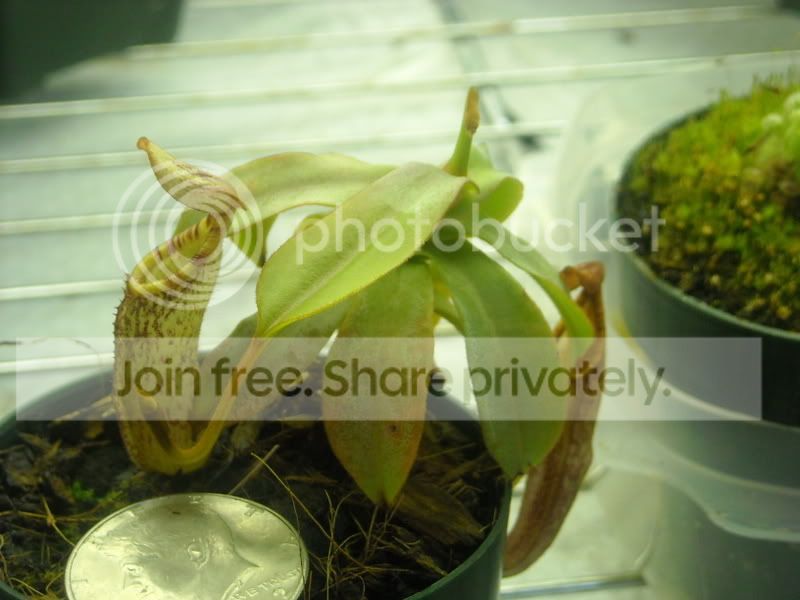 Nspectabilis-81208.jpg