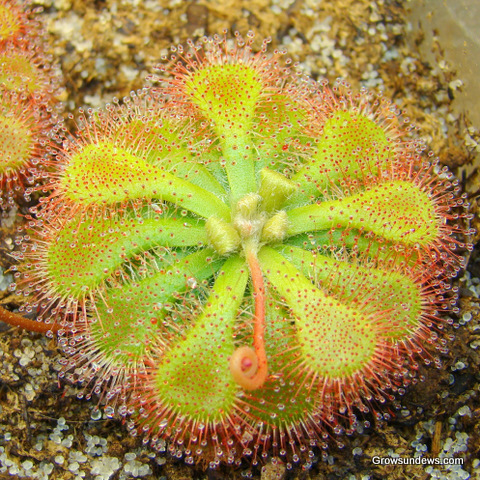 Natalensis-1.JPG