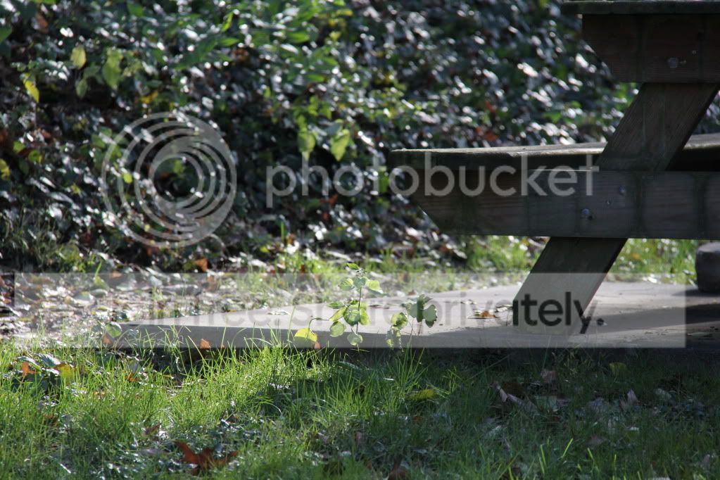 IMG_1183.jpg