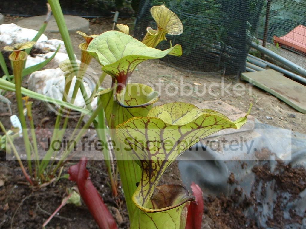 Picsofsarrs008.jpg