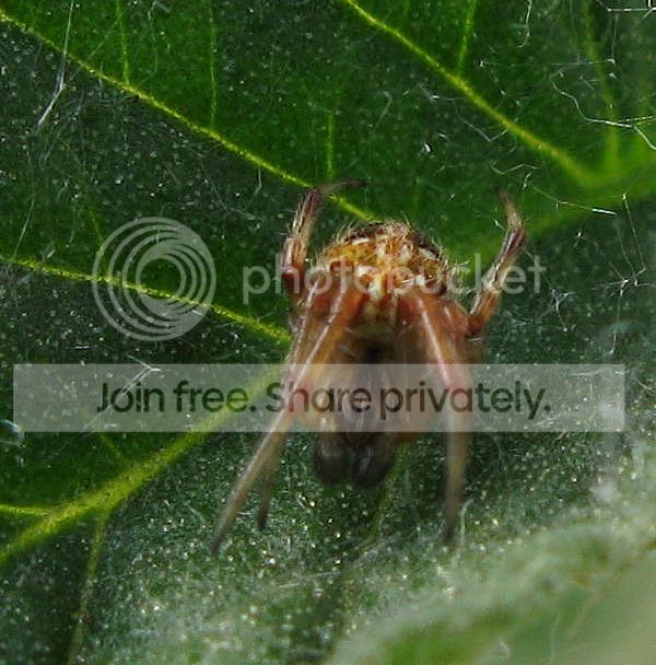 IMG_3046-spider-on-tomato-leaf.jpg
