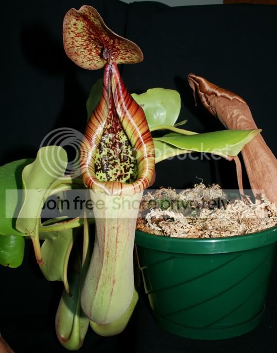 TRUNCATA0403106.jpg