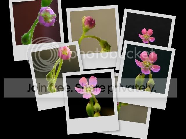 collage4rs.jpg