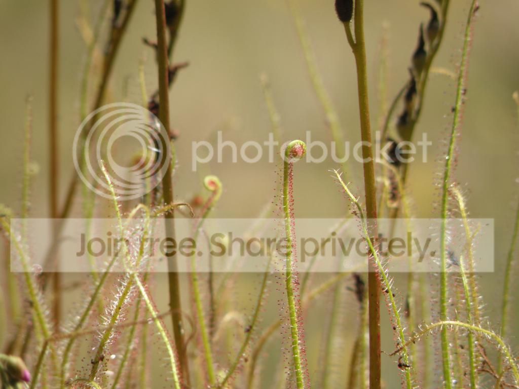 P1290038_zpsiwzfj8cc.jpg