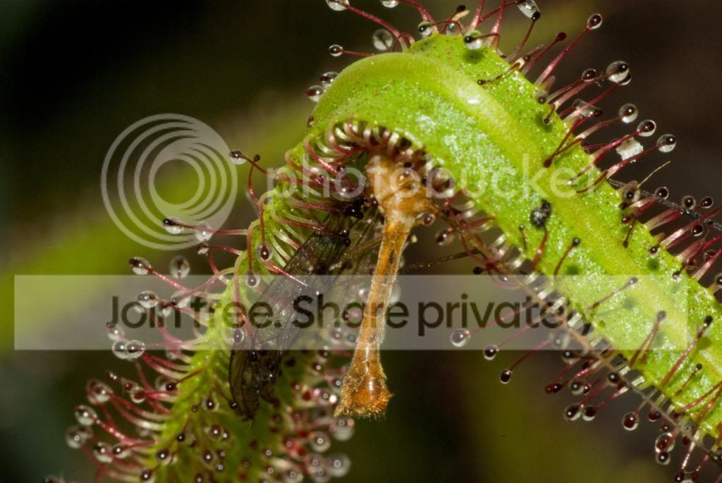 IMGP7237_zps386c2bf9.jpg