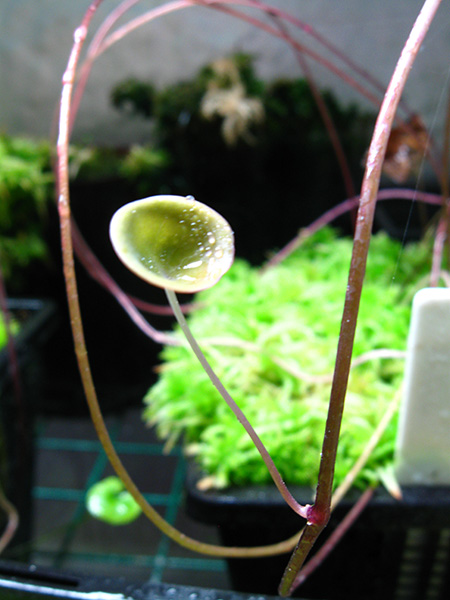 nelumbifolia1.jpg