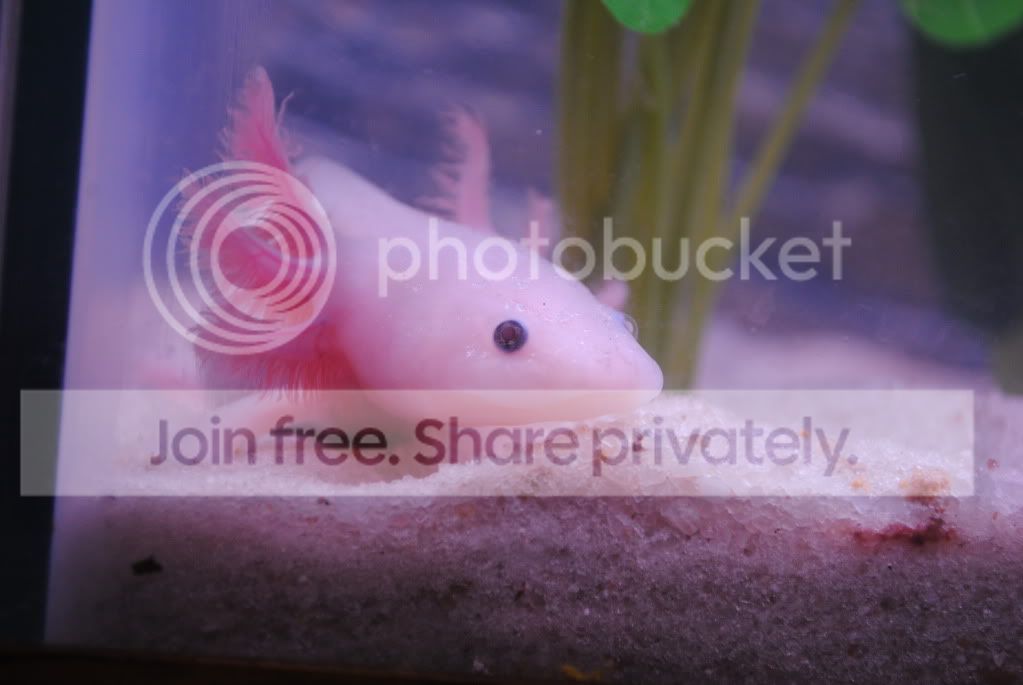 ToothlessandFalcor010.jpg