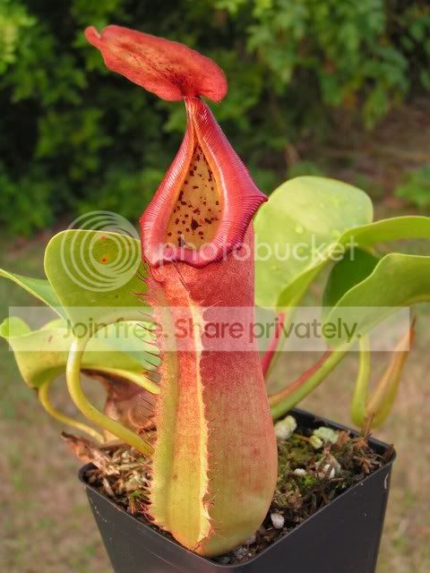 PICT0991.jpg