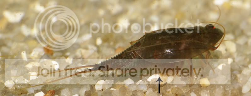 triops-015-1.jpg