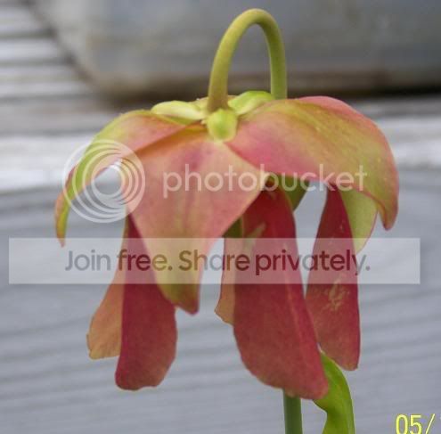 alabamaxoreoflower.jpg
