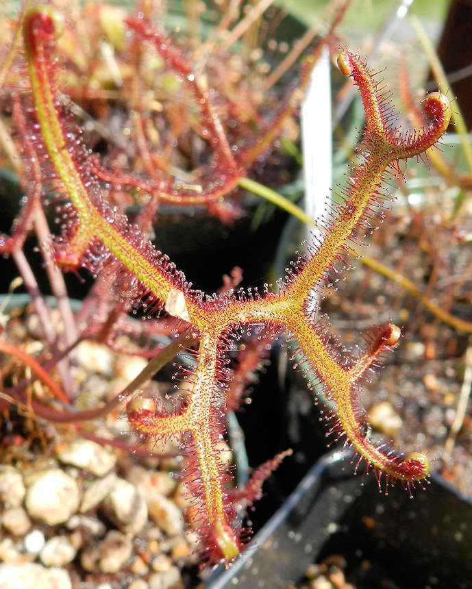 d-multifida-extrema-6-23-15.jpg