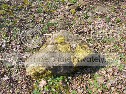 mossyrock_4-14-11.jpg