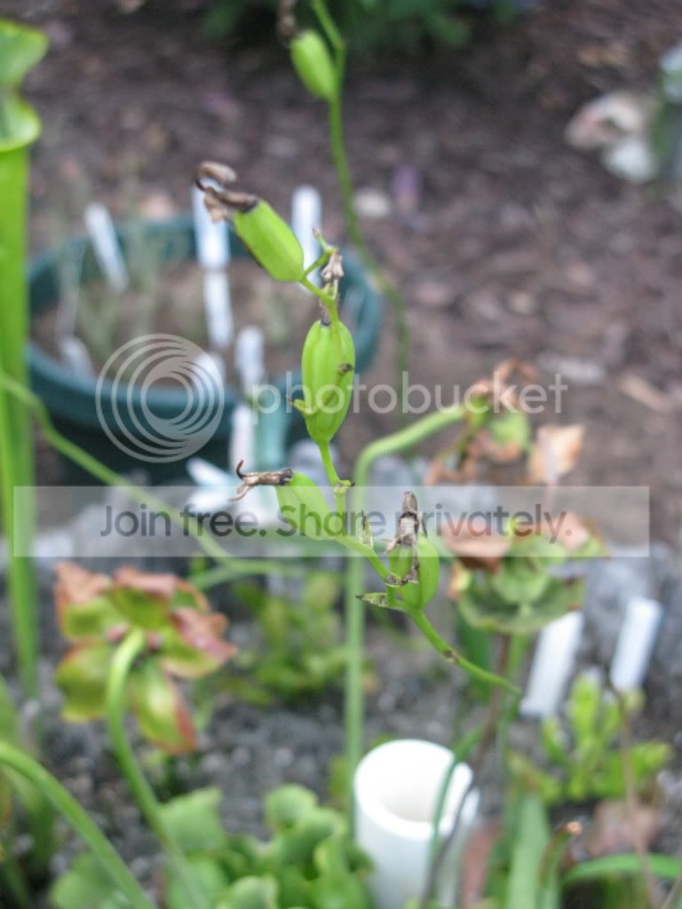 seedpods.jpg