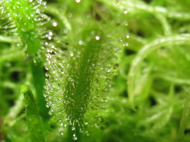 lMoec.jpg