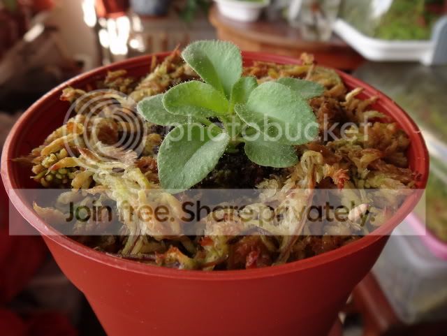 Stylidium_semipartitum_seedling1_13June.jpg