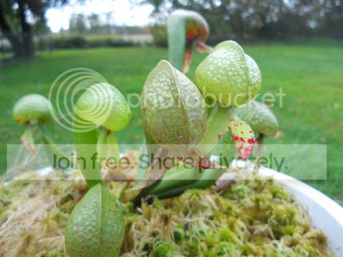 cobraplant_10-13-11.jpg