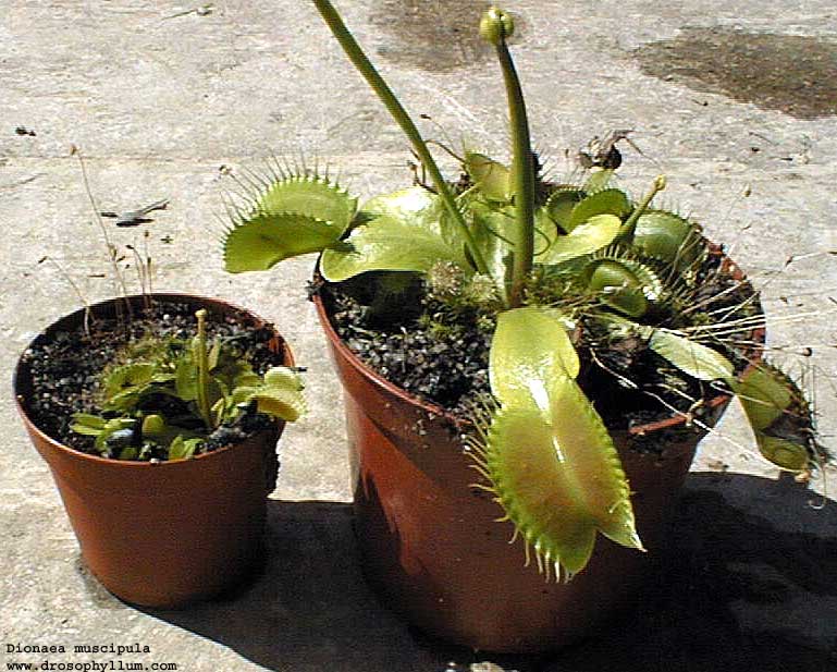 dionaea_bluetenstiel.jpg