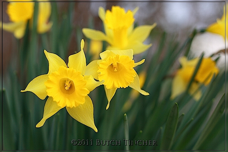 daff_hf.jpg