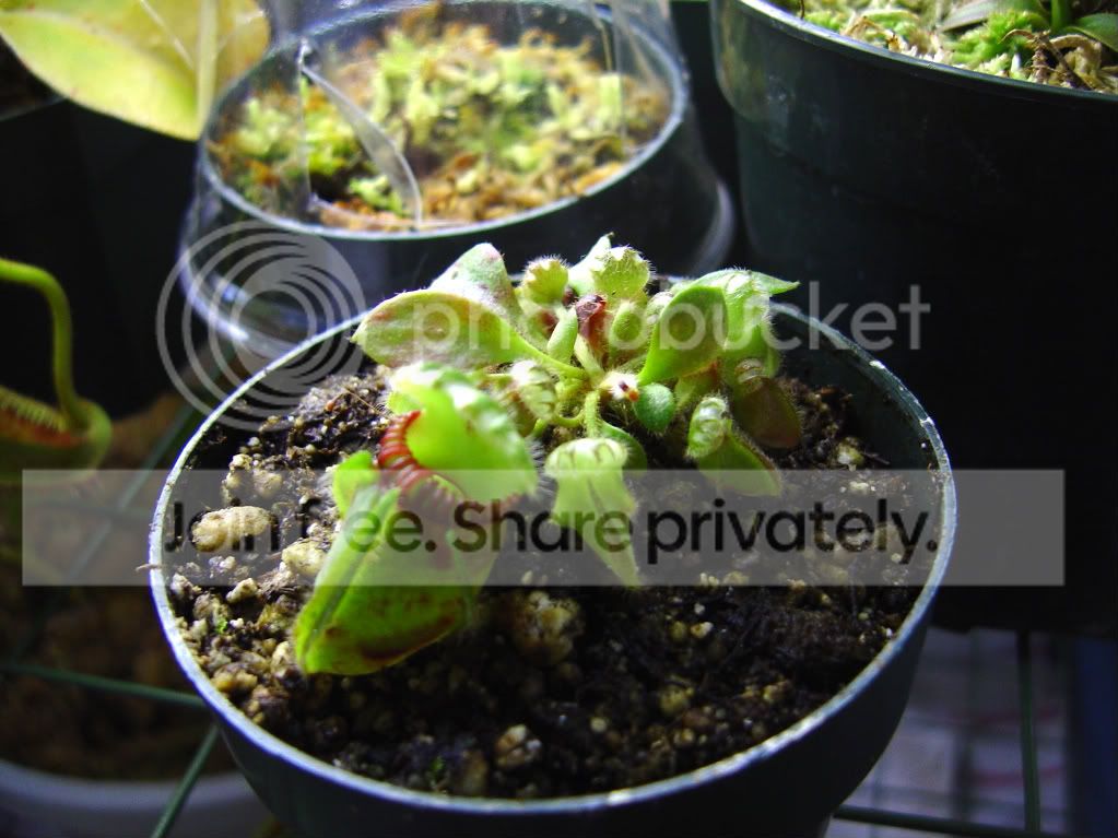 seedgrowncephalotus001.jpg