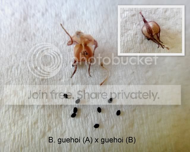 byblis_guehoi_seeds.jpg