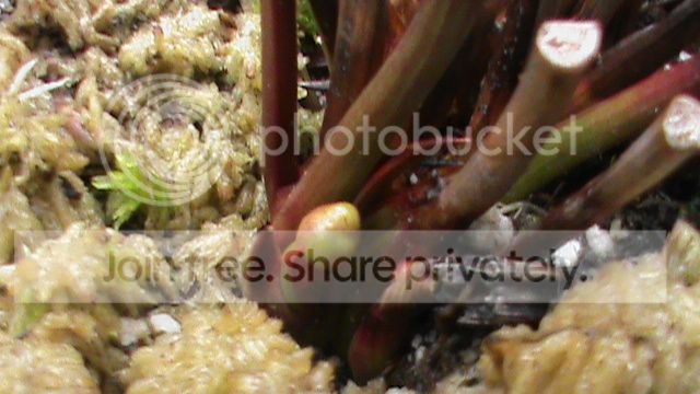 DSC00945_zps40445526.jpg