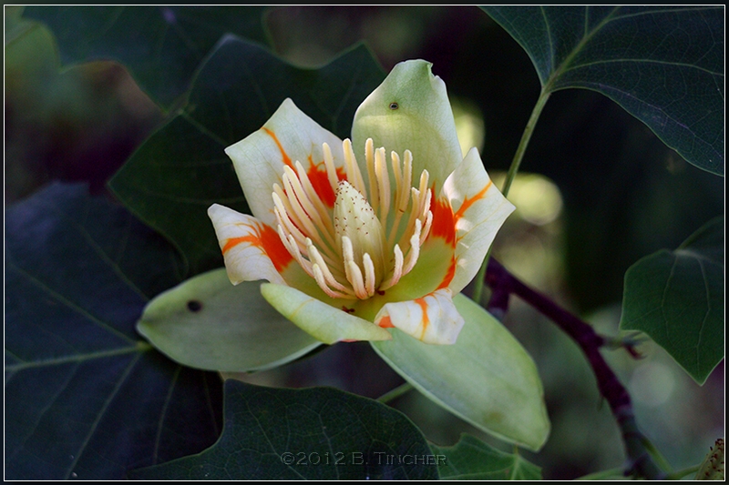 tulip_poplar.jpg